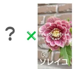 2026年最新】ソレイユ クリスマスローズの人気アイテム - メルカリ
