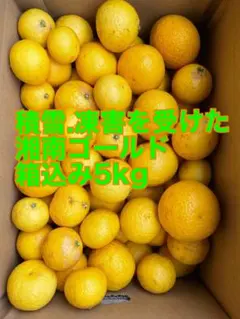 雪害・凍害を受けてしまった湘南ゴールド　箱込み5kg 小田原・江の浦産