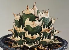 2025年最新】赤猫 アガベの人気アイテム - メルカリ