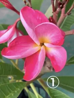 プルメリア Hawaii園芸品種 JL Hula Girl Red苗木 大きめ - メルカリ