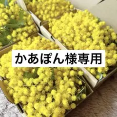 2026年 フレッシュミモザ　小型ダンボール1箱590円