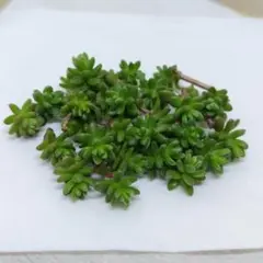 ☆ 多肉植物 粉雪 30本 カット苗 ☆ちまちま寄せ 寄植えに！ B007