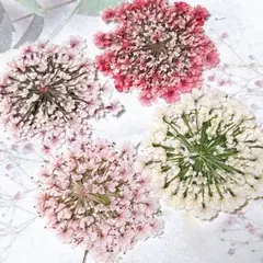 押し花素材＊レースフラワー　大サイズ23
