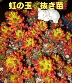 miyuhikrr3250様 リクエスト 2点 まとめ商品