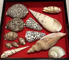 2026年最新】貝の標本の人気アイテム - メルカリ