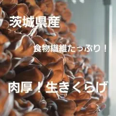 【お試し500g ♪】【茨城県産 採れたて新鮮】特選肉厚！生きくらげ 無農薬のサムネイル