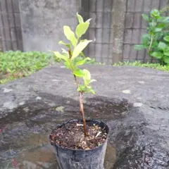 goto様 リクエスト 3点 まとめ商品