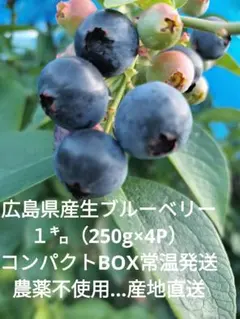 R8年度生ブルーベリー１㌔コンパクトBOX常温発送。産地直送。農薬不使用のサムネイル