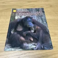 しぜんのくに　オランウータン