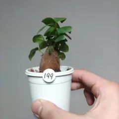 ガジュマル　抜き苗　観葉植物　初心者向け　室内向け