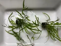 ミクロソリウム トライデント 10株以上 - メルカリ