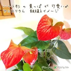 【C級品/みゆさん様専用⚠追加有り】ハート♥形の葉っぱアンスリウム（赤色）抜き苗