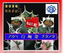 2025年最新】白幽霊の人気アイテム - メルカリ