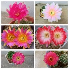 花サボテン　ロビビア６種類のサムネイル