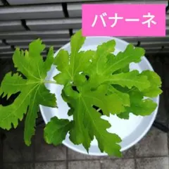 いちじく 苗 バナーネ (ロングドゥート)挿し木苗 農薬不使用 良苗 オススメ②のサムネイル