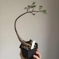 Bursera microphylla Mt Waterman formのサムネイル