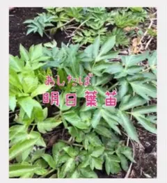明日葉 抜き苗 10株 アシタバ苗 - メルカリ