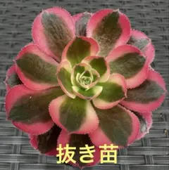 アエオニウム 錦 紅葉(楓)②⭐️お買い得 - メルカリ