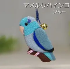 マメルリハインコ　ブルー