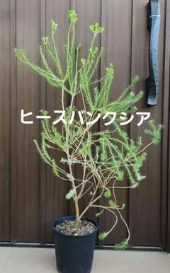現品】バンクシア・エリシフォリア （ヒースバンクシア） 8号 Ⅰ