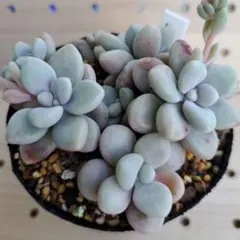 多肉植物 アメチスチヌム(カット苗) - メルカリ