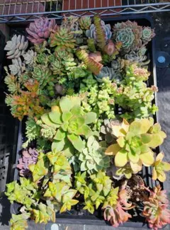多肉植物詰め合わせセット ダンボール 60サイズ