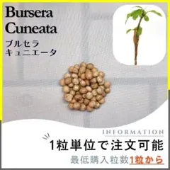 【種子】ブルセラ キュニエータ /セット割あり 数量1粒から購入OKのサムネイル