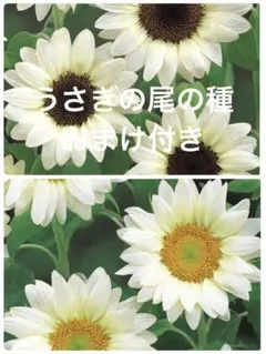 ひまわり2品種おまけ付き