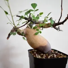 2025年最新】コミフォラ カタフの人気アイテム - メルカリ