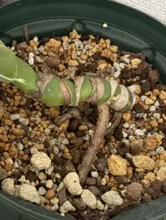 タイコン モンステラ 太め茎のサムネイル