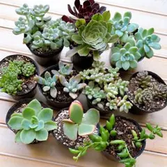 多肉植物　セダム　抜き苗　おもち　小梅のサムネイル