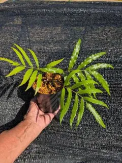 山野草、シダ植物、ゼンマイ科 [ シロヤマゼンマイ ] １鉢