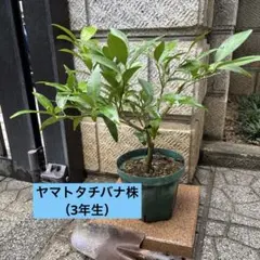 ヤマトタチバナ（大和橘）接木苗（３年生）のサムネイル
