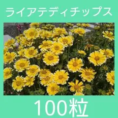ライアテディチップス 種 100粒のサムネイル