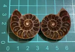 2026年最新】アンモナイトの人気アイテム - メルカリ