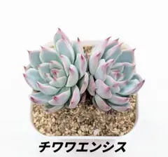 チワワエンシス8カット カット苗 多肉植物 エケベリア 寄せ植えや多肉