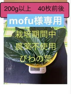 mofu様専用　びわの葉　200gのサムネイル