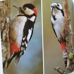 Item thumbnail for item 3047bbf5-c1c2-4154-89c4-35c3fe35e46e