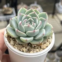 Mariri様 リクエスト 3点 まとめ商品