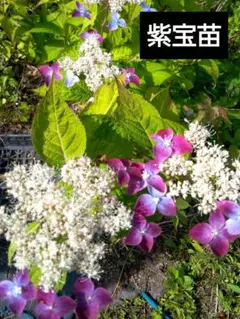 山野草・ヤマアジサイ苗・画像の乙姫苗お届けいたします。アジサイ苗 山野草・ヤマアジサイ苗・画像の乙姫苗と他2株お届けいたします