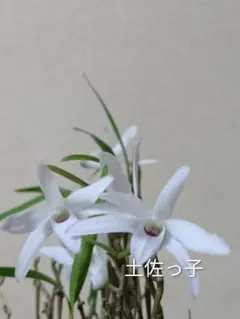 山野草 富貴蘭 長生蘭(セッコク 神津島産白花緑点系) - メルカリ