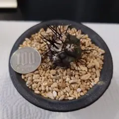 2026年最新】黒王丸 カキコの人気アイテム - メルカリ