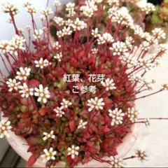 多肉植物♡可愛い紅稚児(^^)抜き苗 多肉植物 紅稚児 抜き苗 ₄ - メルカリ