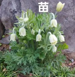 ちーちゃん様 リクエスト 2点 まとめ商品