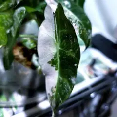 熱帯植物‼️レア‼️ アロカシア シンポ アルボ バリエガータ 斑入り
