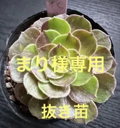 多肉植物アエオニウム錦❤️ 花月夜❤ 状態図 多肉植物アエオニウム錦❤️グリーンファイアー錦碧火