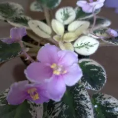 断捨離り子❣️『プロフ必読』様 リクエスト 2点 まとめ商品