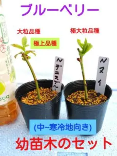 翠月様 リクエスト 2点 まとめ商品