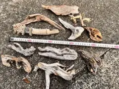 天然流木 レイアウト用品 自然な形状 11点セット 爬虫類、両生類レイアウトのサムネイル