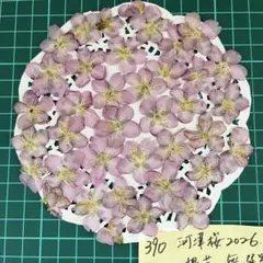 2026年最新】河津桜ドライフラワーの人気アイテム - メルカリ